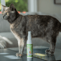 Matico Natural Healing Spray for Cats - hoverImage | Kawell USA